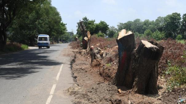 7644-trees-will-be-cut-down-in-10-years-for-road-widening-in-coimbatore