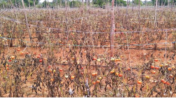 60-loss-of-tomato-yield-without-water-in-hosur