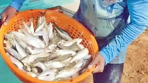 nagai-fishermen-are-happy-because-of-the-abundance-of-sardines