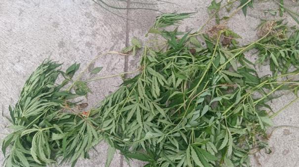 one-person-arrested-for-growing-ganja-plants-in-home-at-pollachi