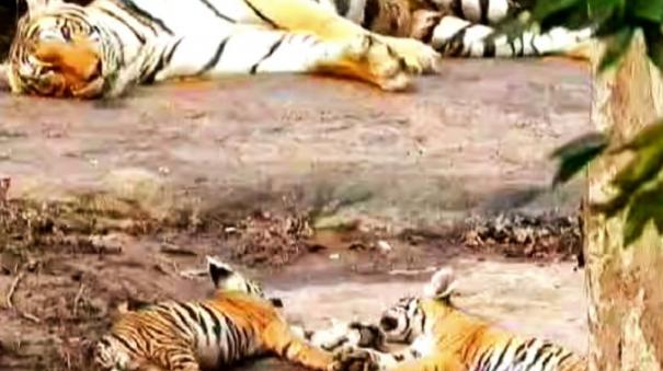 tiger-family-resting-on-a-rock-at-bandipur-near-the-nilgiris