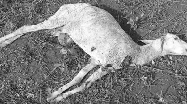 goats-killed-by-dogs-near-lalapet-karur-district