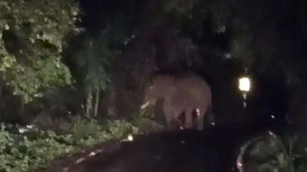 near-kodaikanal-mountain-villagers-are-afraid-of-elephants-roaming-at-night