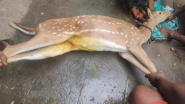 forest-department-rescued-and-treated-injured-deer-in-kumbakonam