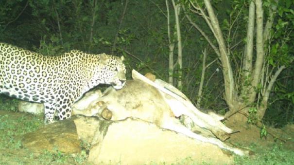 attempt-to-capture-leopard-on-omalur-forest-department-surveillance-by-drone