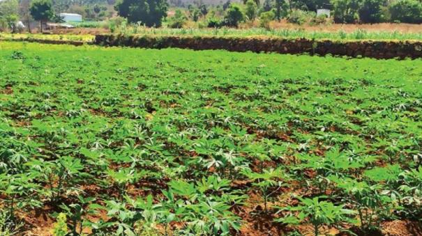 salem-farmers-are-interested-on-cassava-cultivation-to-overcome-shortage-of-water-and-labor