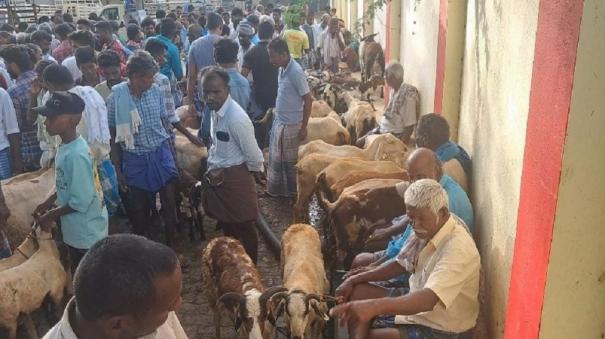 bakrid-festival-weeded-goat-market-on-tiruppuvanam-over-rs-1-crore-sale