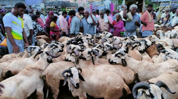 goats-sold-for-rs-7-crore-on-occasion-of-bakrid-festival-on-senji-market