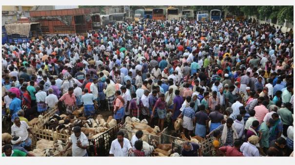 today-sold-goats-rs-3-crore-in-madurai-for-bakrit