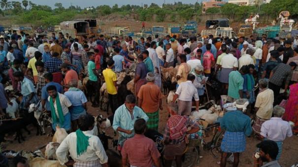 farmers-happy-as-goats-sold-for-rs-2-5-crore-in-vadalur-goat-market
