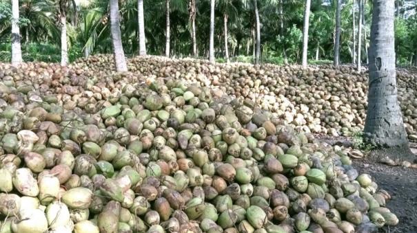 due-to-fall-in-price-coconut-peeling-work-stopped-in-varusanadu-theni