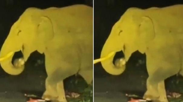 pandalur-wild-elephant-eats-plastic-nature-lovers-shocked
