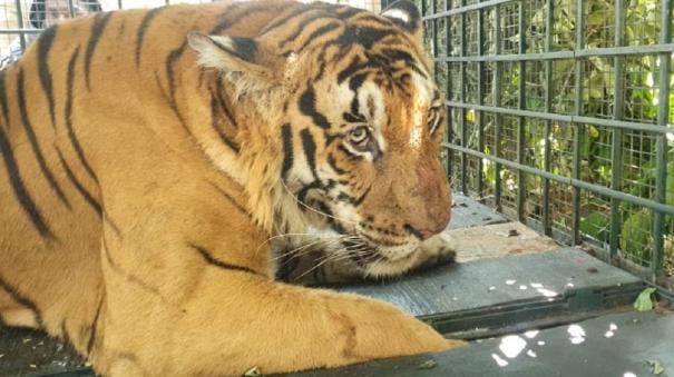 injured-tiger-roaming-on-amaravati-forest-forest-department-rescued-and-treated