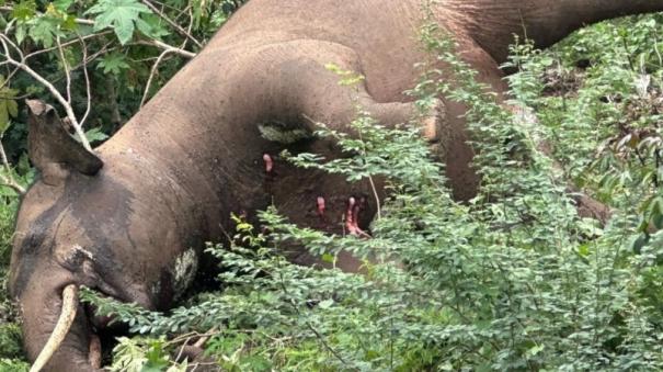 male-elephant-dies-after-getting-stuck-in-electric-fence