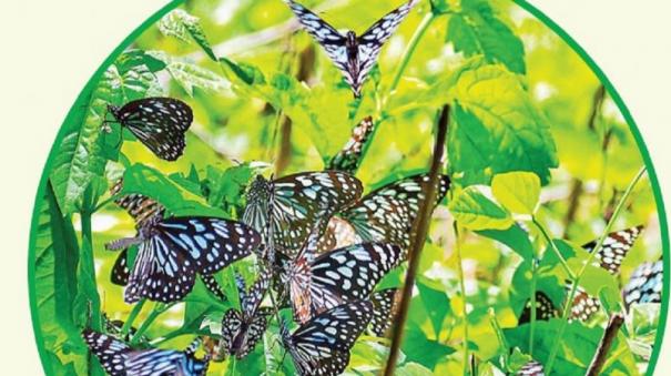 butterflies-flock-to-kodaikanal-hill-area