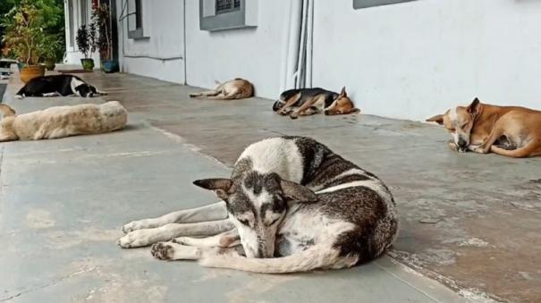 stray-dogs-roaming-on-tenkasi-collectorate-public-staffs-fear