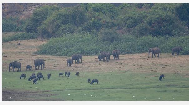 tourists-happy-with-arrival-of-wild-elephants-in-palani