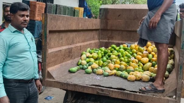 pollachi-250-kg-mangoes-ripened-with-chemicals-destroyed