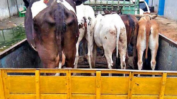 avadi-confiscation-of-cows-roaming-on-road-continues-for-2nd-day