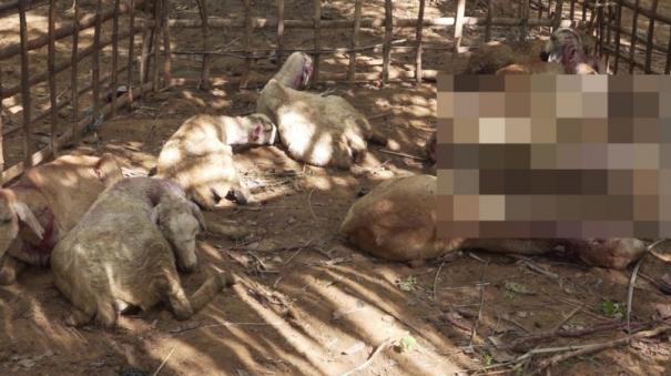 dogs-biting-and-killing-15-goats-near-nellai