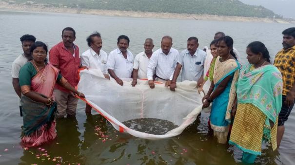 release-of-3-10-lakh-fish-fry-on-mettur-dam-to-increase-fish-stock