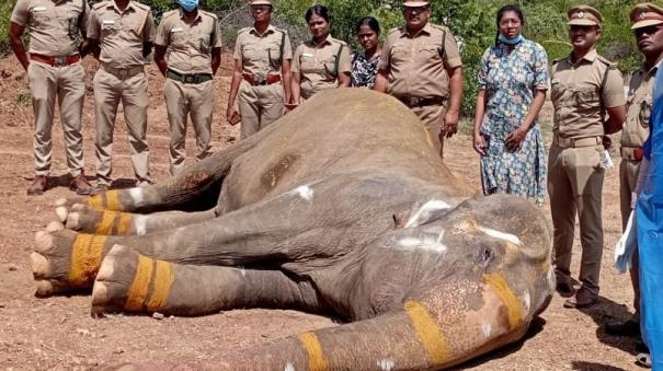 an-elephant-died-in-the-rehabilitation-camp-without-treatment