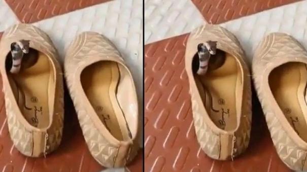 the-cobra-hiding-in-the-shoe-caused-a-sensation-the-video-goes-viral