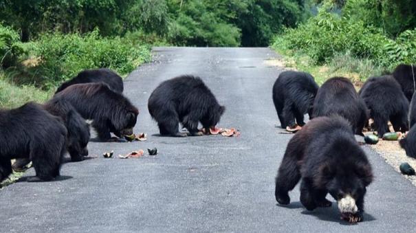 bear-pounces-on-staff-during-safari-panic-at-bannerghatta-national-zoo