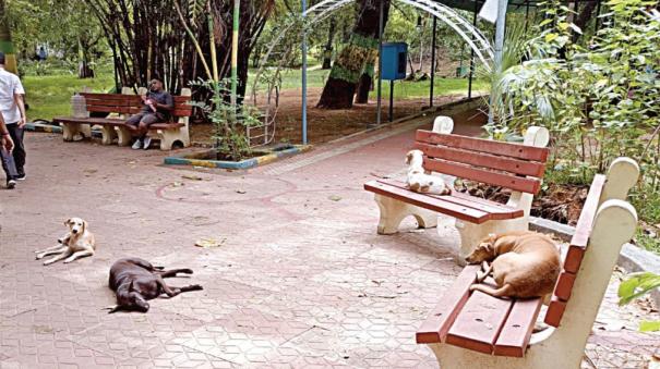 menace-of-street-dogs-in-periyamedu-my-ladies-park-in-chennai