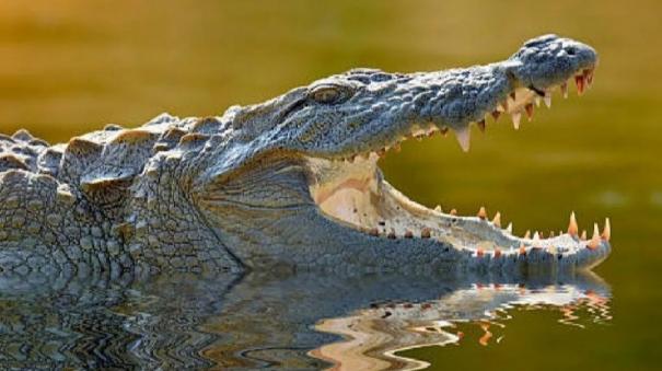 a-12-year-old-girl-who-was-swimming-was-swallowed-alive-by-a-crocodile