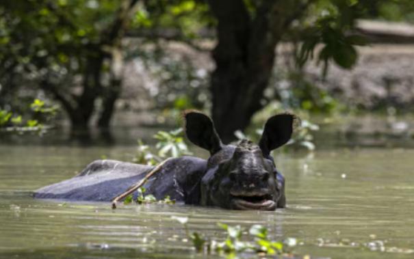 assam-floods-159-wild-animals-including-9-rhinos-dead-in-kaziranga-park