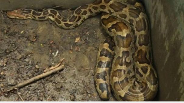 python-that-devoured-chickens-govt-compensates-farmer-after-2-years