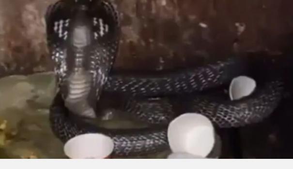 the-video-of-the-cobra-shot-at-the-up-police-station-lock-up-has-gone-viral