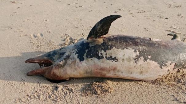 dolphins-washed-ashore-dead-fishermen-worry