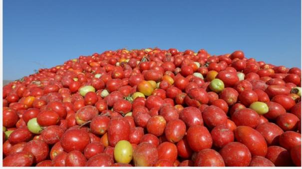 price-rose-on-tomatoes-in-madurai