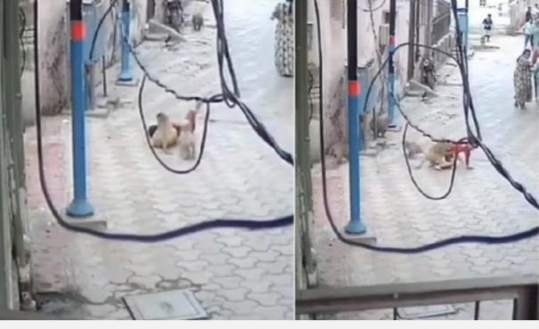 a-video-of-monkeys-biting-a-boy-on-the-street-in-mathura-has-gone-viral