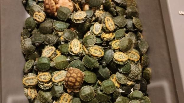 150-star-turtles-tried-to-smuggle-to-malaysia-seized-one-arrested