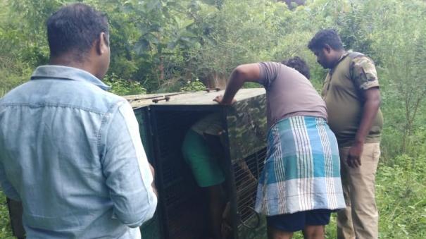 another-leopard-attack-near-edappadi-people-fear-due-to-the-death-of-a-cow