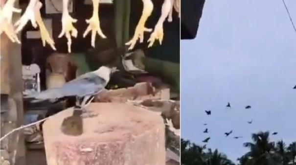 video-of-crows-teaching-chicken-shopkeeper-a-lesson-goes-viral