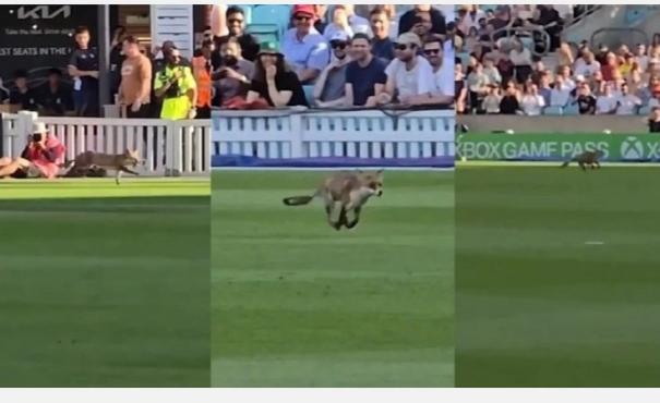 a-video-of-a-fox-entering-a-london-cricket-ground-has-gone-viral