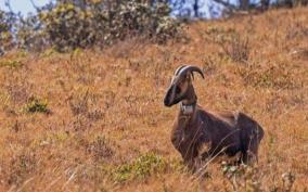 முக்கூர்த்தி தேசிய பூங்காவில் ‘ரேடியோ காலர்’ பொருத்தப்பட்ட வரையாடு மரணம்!