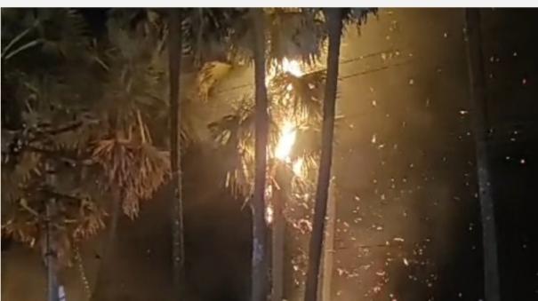 burnt-palm-trees-along-the-national-highway-in-tiruvarur