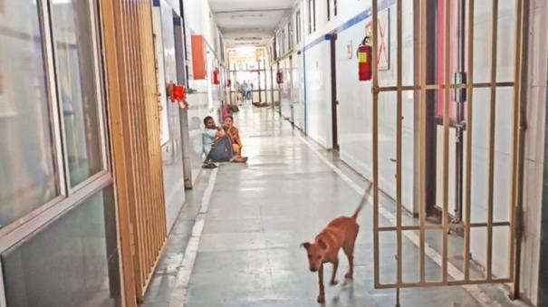 stray-dogs-roaming-on-wards-of-dharmapuri-govt-hospital