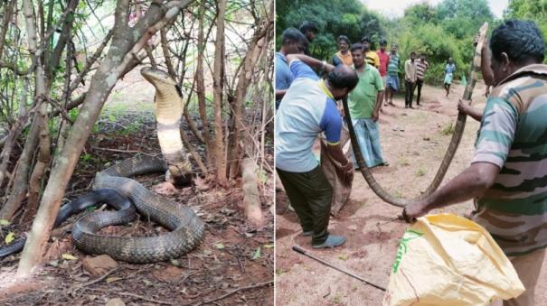 12-foot-king-cobra-caught-at-mettupalayam-released-in-forest