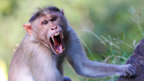 a-monkey-who-tried-to-snatch-a-child-from-its-parents-shocking-video