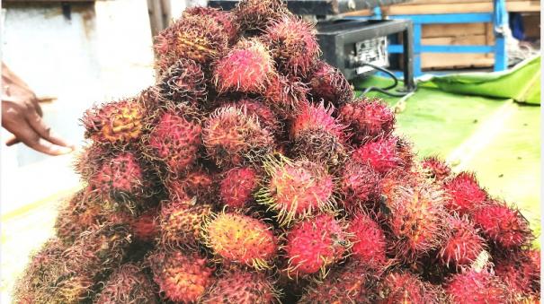 rambutan-fruit-sale-starts-in-virudhunagar-sales-rs-400-per-kg