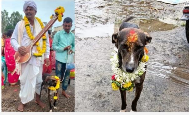 a-lost-dog-in-maharashtra-came-to-karnataka-in-search-of-its-owner