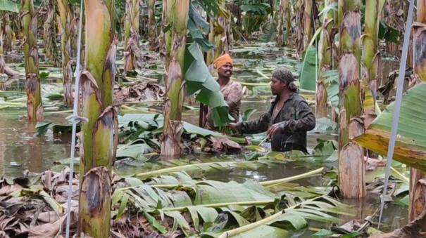 increase-in-flow-to-bhavanisagar-reservoir-banana-trees-ready-for-harvest-were-damaged-by-the-floods