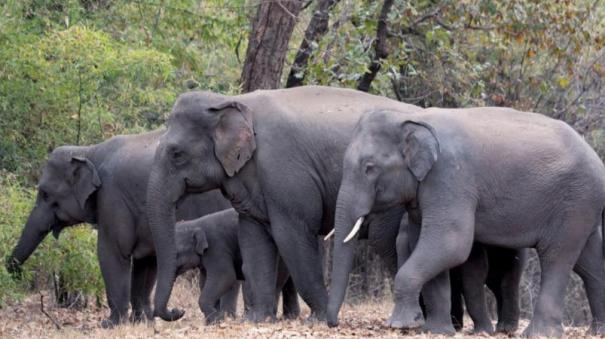 in-the-last-5-years-2-829-people-have-been-killed-by-elephants