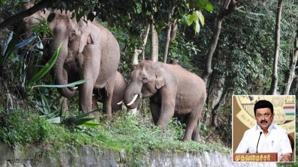 elephant-population-on-rise-in-tn-due-to-wildlife-conservation-cm-stalin